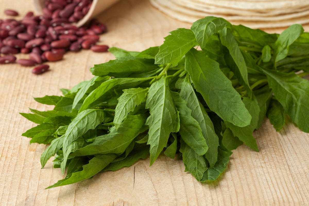 epazote, epazote fresco, frijoles, Salud, QuéOnnda
