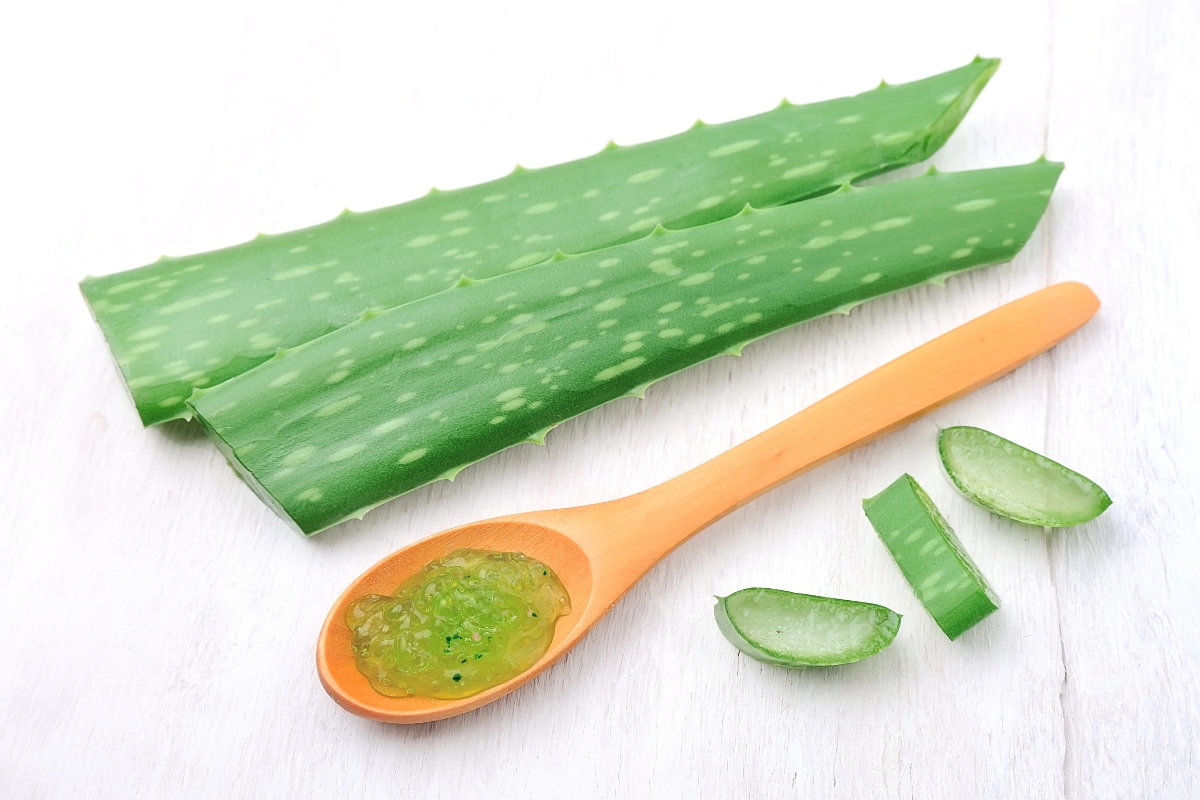 salud, aloe vera, planta