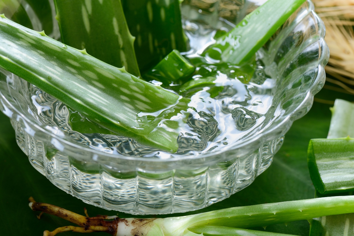 herbolaria, planta, aloe vera