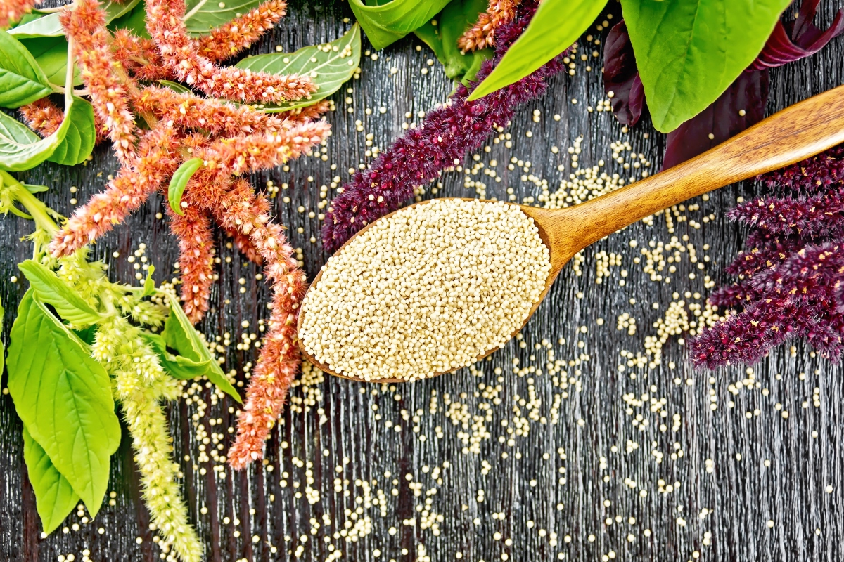 quinoa, granos, nutrición