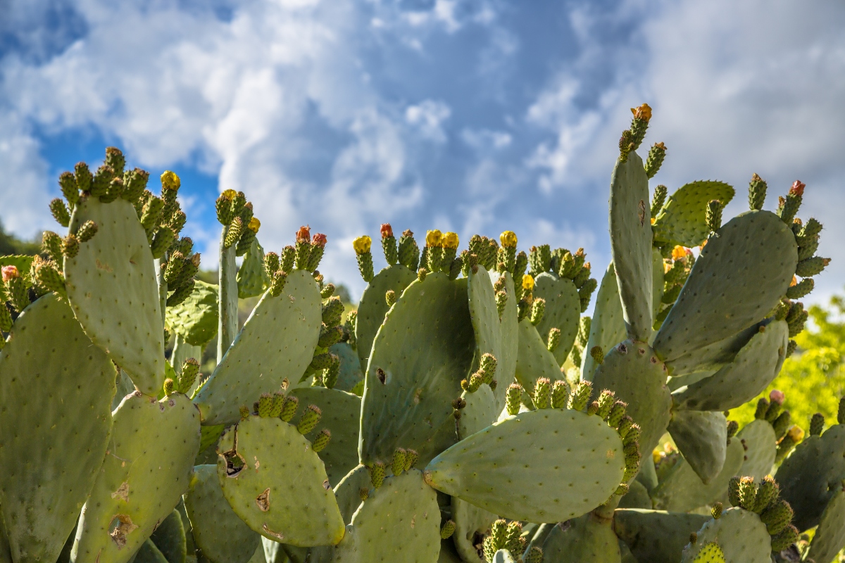 nopales, superalimentos, nutritivo