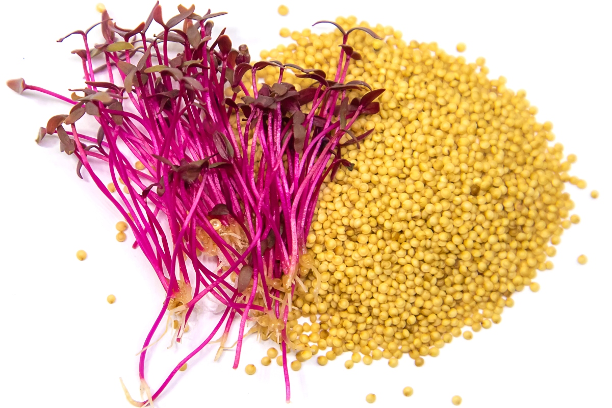 semillas, alimentación, nutritivo
