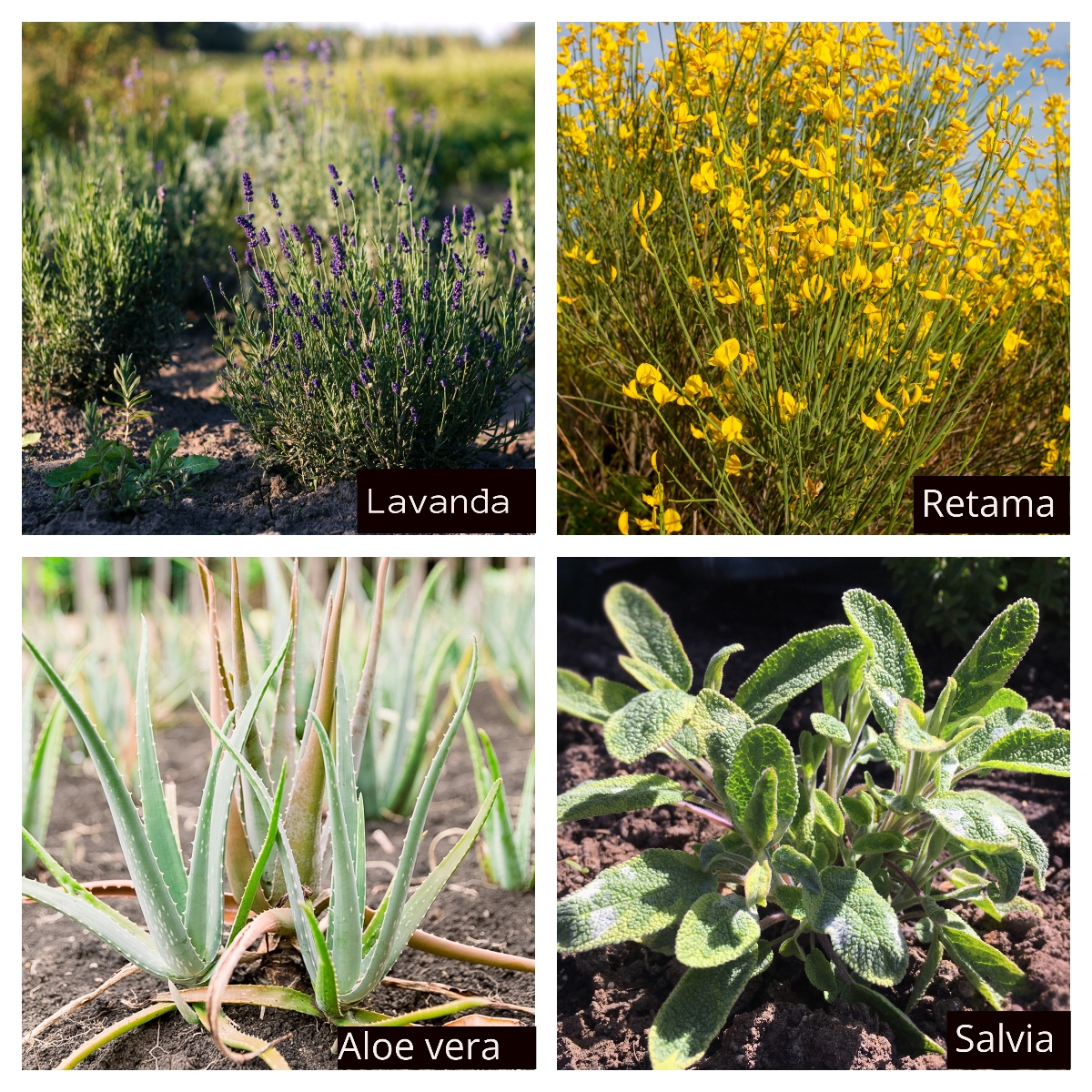 lavanda, retama, aloe vera, salvia, QuéOnnda