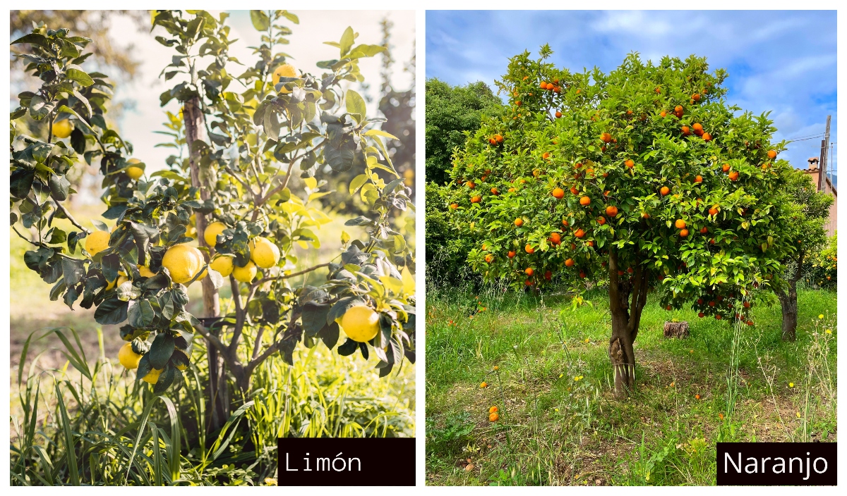 árbol de limón, naranjo, limones, naranjas, QuéOnnda