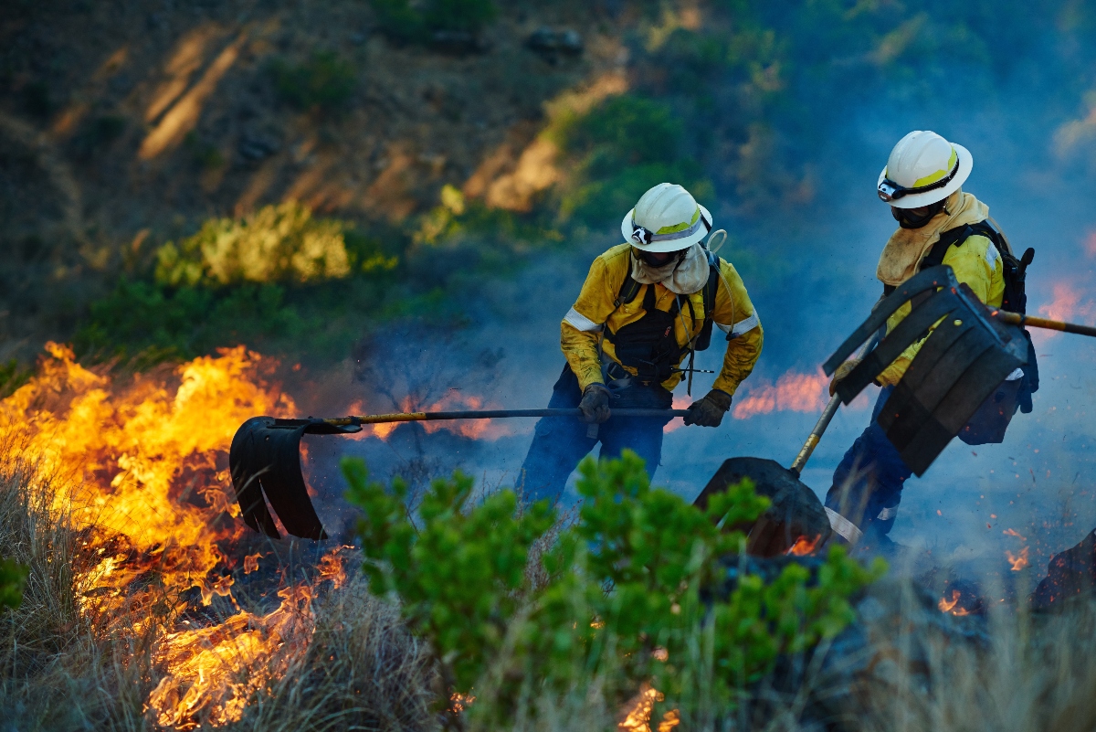 Plantas resistentes al fuego: Cómo diseñar un paisaje seguro en Los Ángeles
