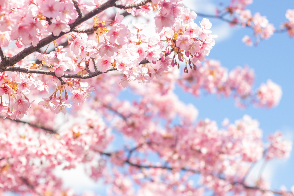 cherry blossom, eventos, festival