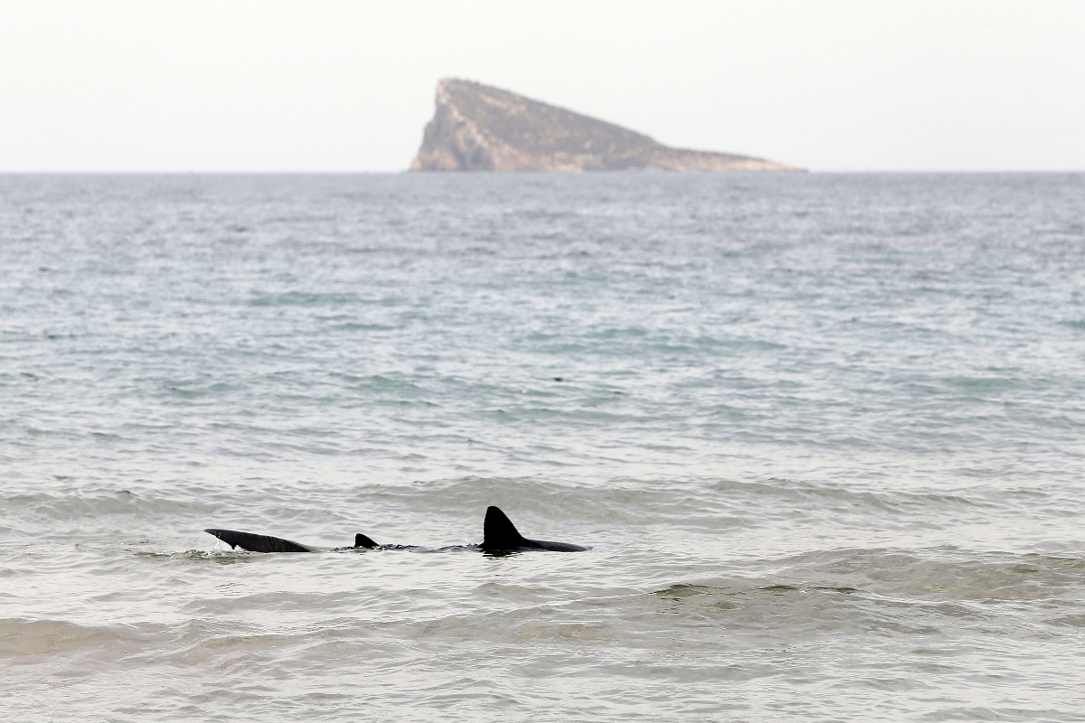 Ataque de tiburón en Florida deja niña herida