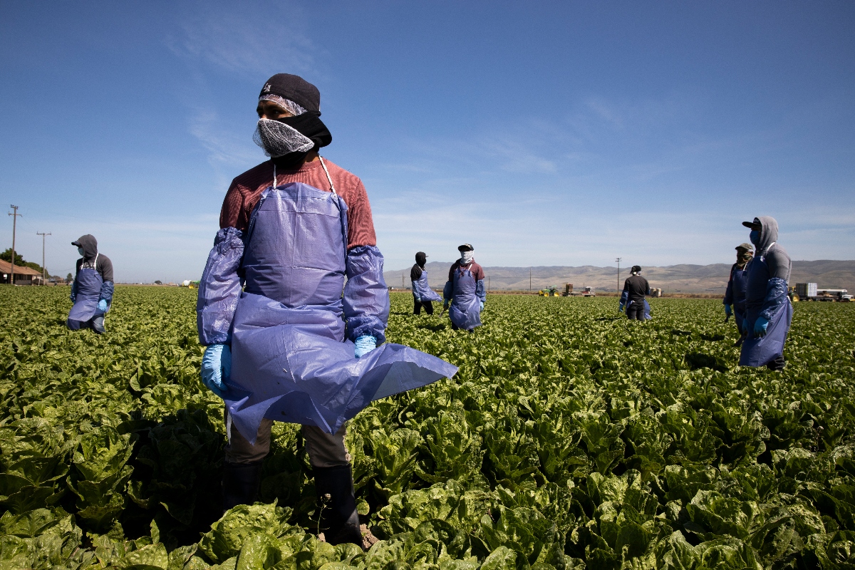 Redadas en el campo: Trabajadores huyen entre cultivos en California