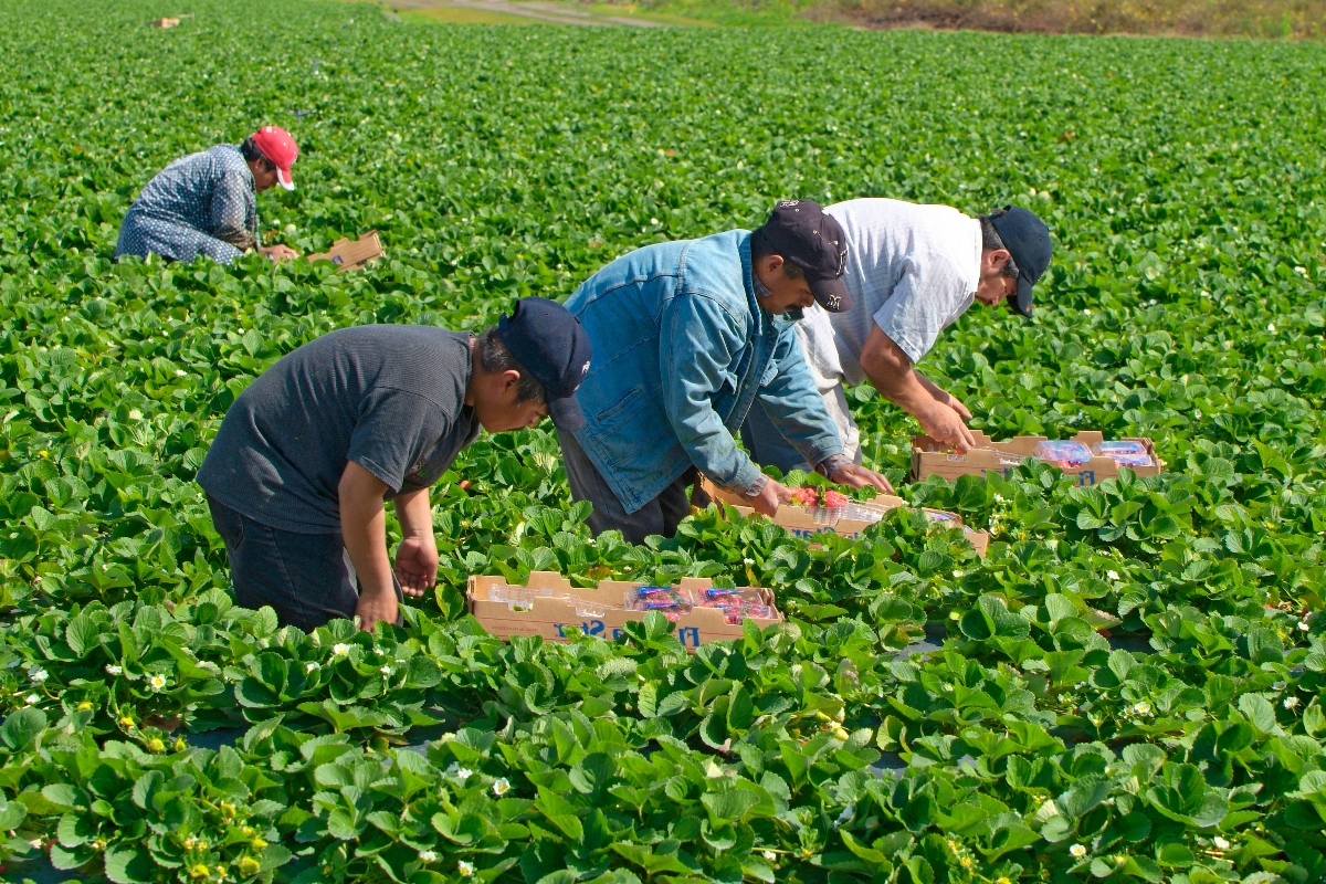 Miedo paraliza a trabajadores agrícolas en Florida ante redadas migratorias