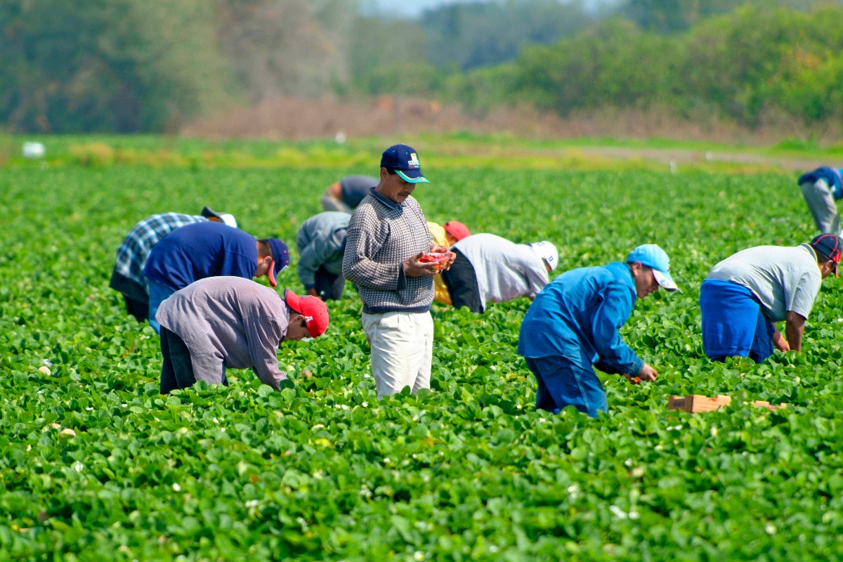 trabajadores agrícolas Florida