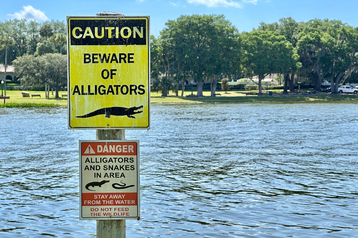 Menor mexicano es encerrado en Alcatraz Alligator y se encienden las alarmas