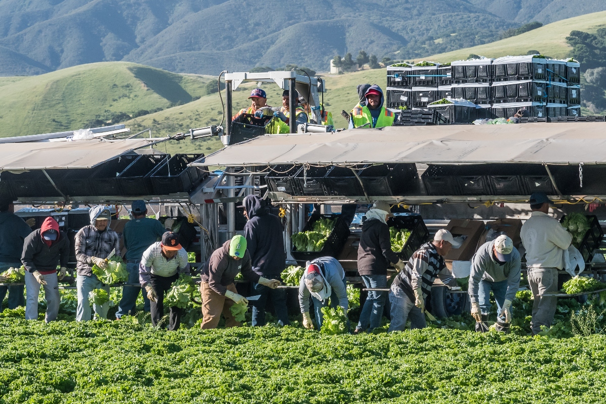 trabajadores agrícolas, Amnistía indocumentados, indocumentados, Tom Homan, Zar de la Frontera