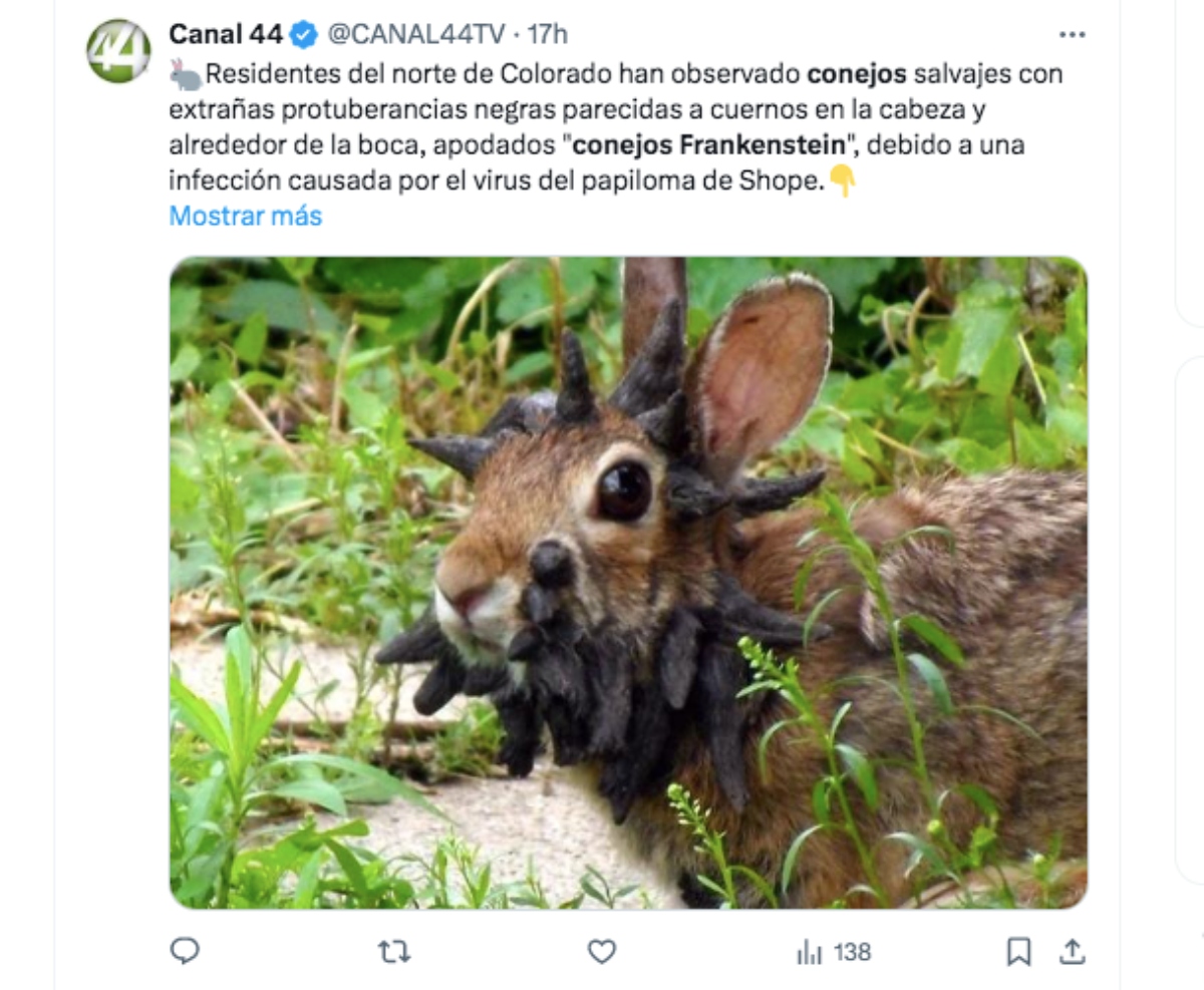 conejos Frankenstein, cuernos