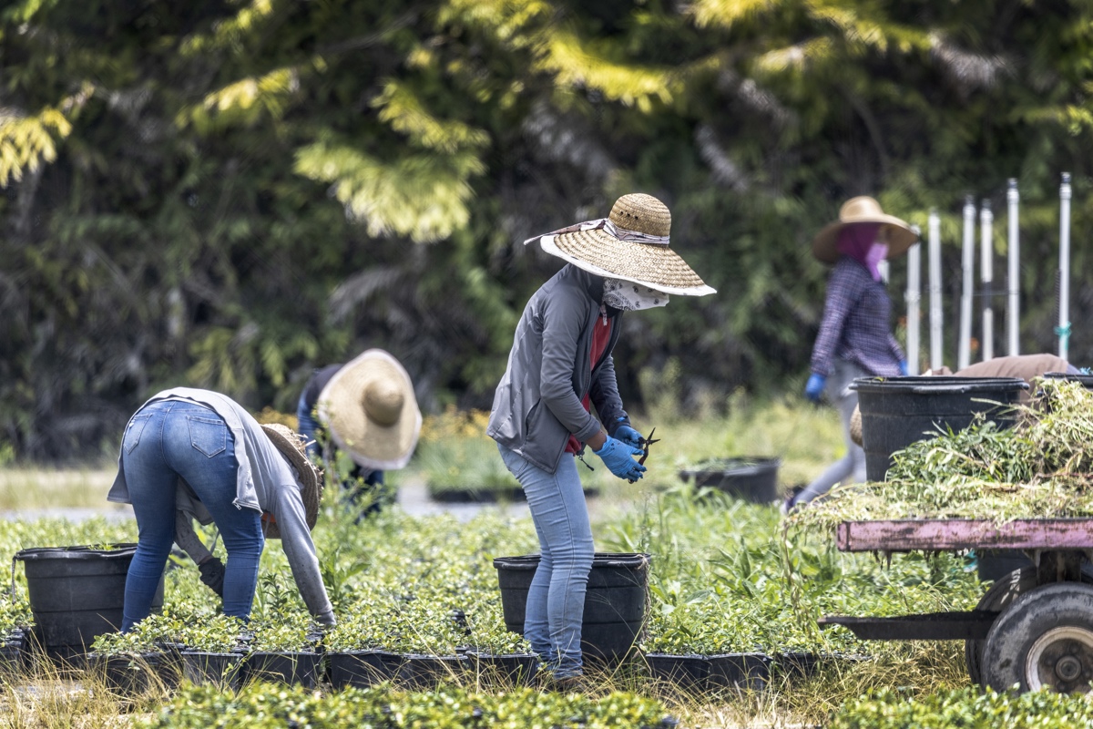 Florida recurre a Brasil y México para enfrentar su crisis de naranjas