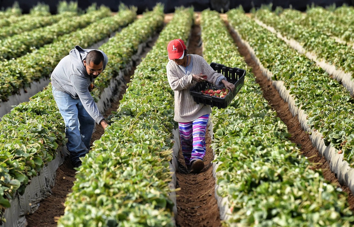 EE.UU. agiliza visas para trabajadores agrícolas: ¿qué cambia?