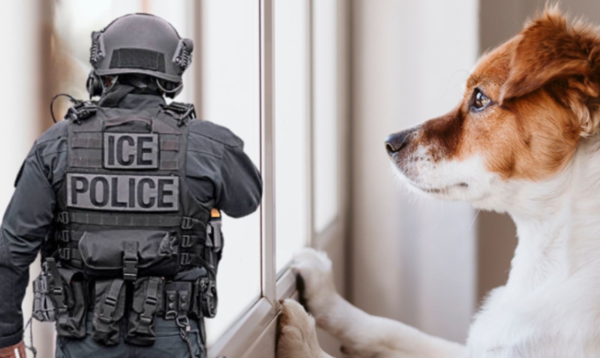 Inmigrantes usan perros para detectar redadas de ICE