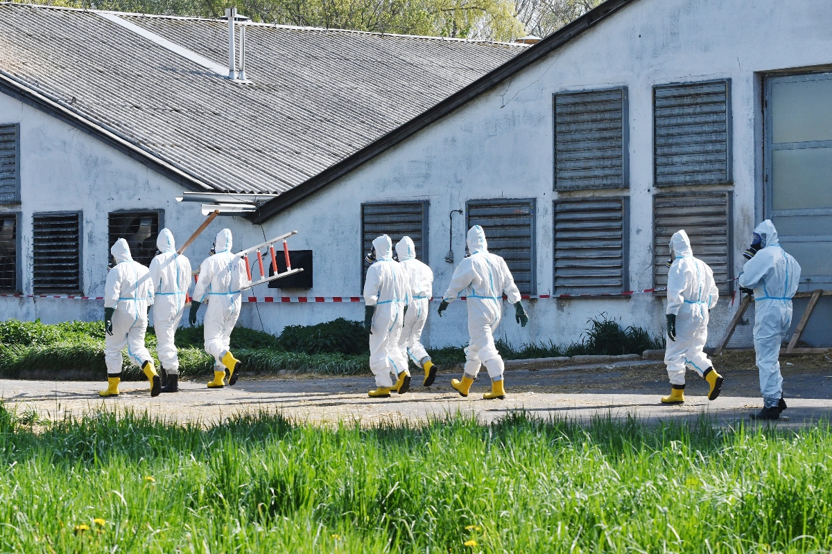 EE.UU. confirma la primera muerte humana por la cepa H5N5 de gripe aviar