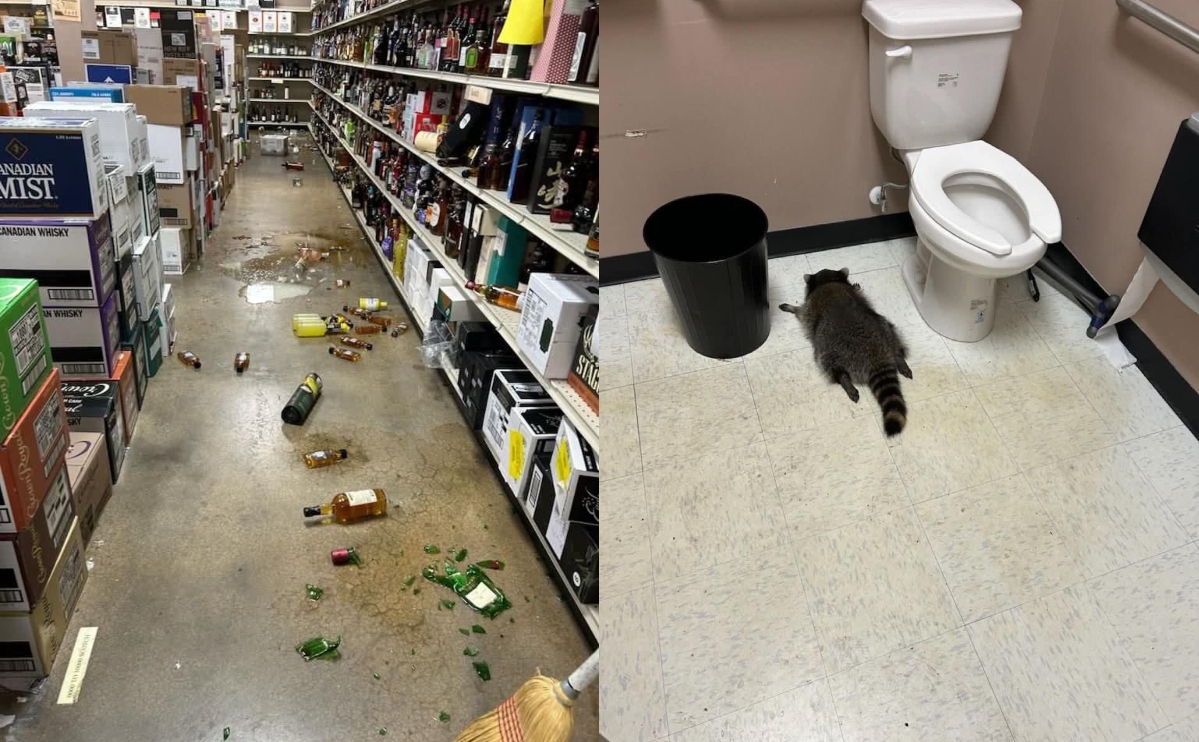 Mapache se cuela en licorería de EEUU, se emborracha y se desmaya en el baño