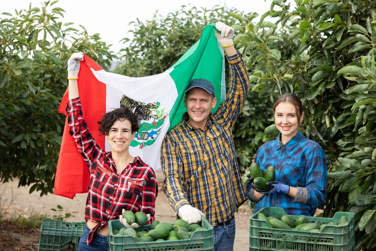 El «Oro Verde» de México: El aguacate se corona como el campeón indiscutible del Super Bowl