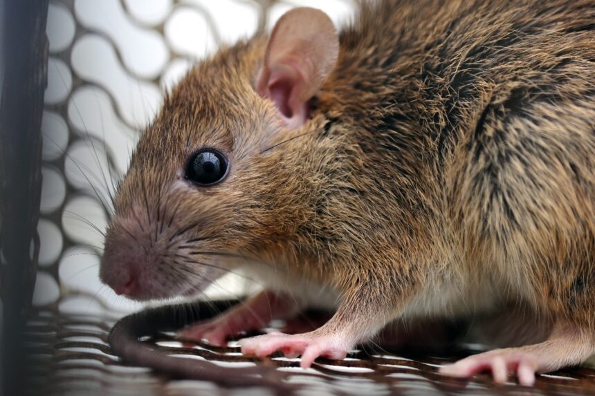 hantavirus, hantavirus, hantavirus, pandemic, QuéOnnda, colilargo hantavirus, colilargo mouse