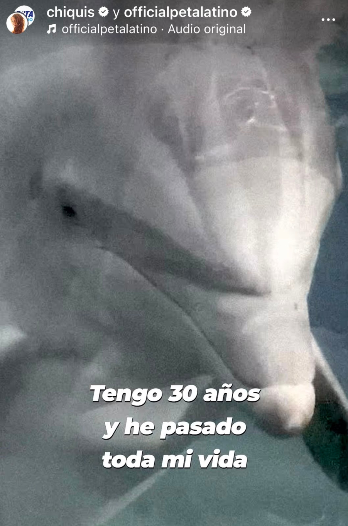 Chiquis joins PETA Latino and speaks out on behalf of Ripley the dolphin